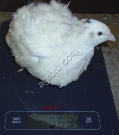 Мясо перепелов