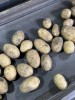 картофель