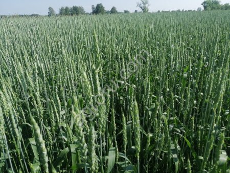 Семена многолетних трав