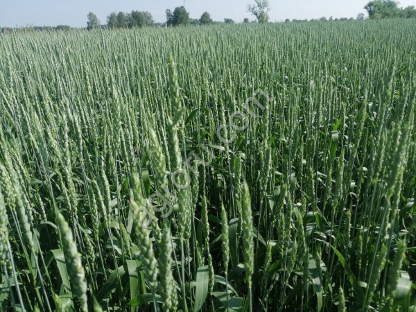 Семена многолетних трав