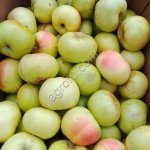 Яблоки