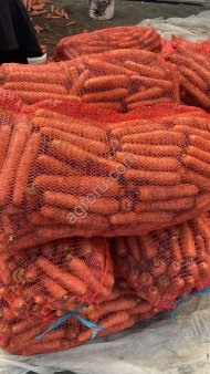 Морковь оптом от фермера из Беларуси