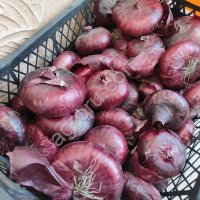 Лук ялтинский