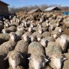 Ярки племенные 24 год Куйбышевская(мясная)порода