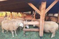 Бараны и овцы товарные (мясные) живой вес