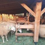 Бараны и овцы товарные (мясные) живой вес