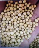 СОЯ ВЫСОКОГО КАЧЕСТВА