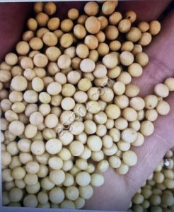 СОЯ ВЫСОКОГО КАЧЕСТВА