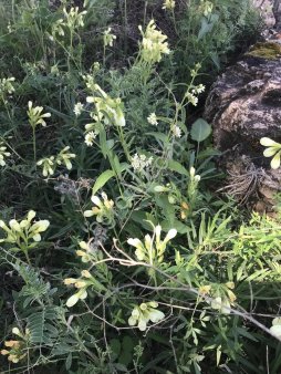 Оносма простейшая