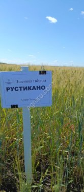 Пшеница Рустикано