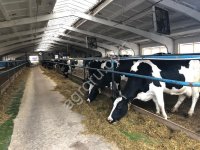 Говядина охлажденная:на кости, полутуша (КРС откорм) Самовывоз