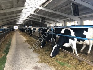 Говядина охлажденная:на кости, полутуша (КРС откорм) Самовывоз