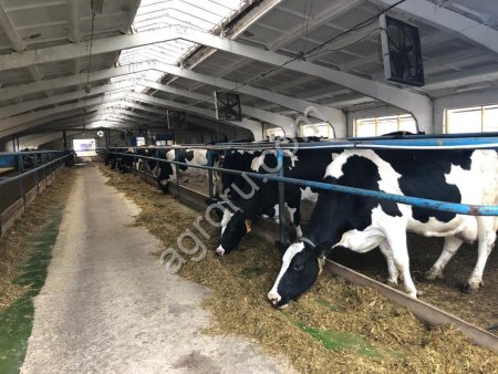 Говядина охлажденная:на кости, полутуша (КРС откорм) Самовывоз