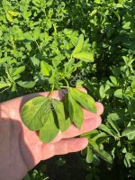 Семена импортной люцерны (Франция,  Италия)