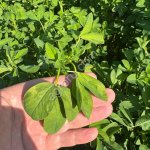 Семена Люцерны импортная Италия и Франция