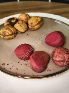 Орех колы свежий.