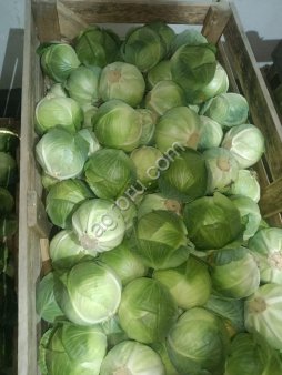 Капуста Белокочанная опт