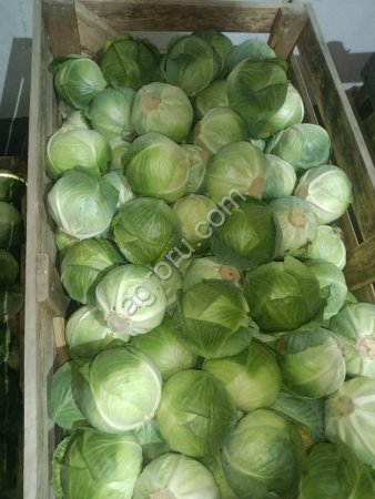 Капуста Белокочанная опт