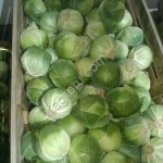 Капуста Белокочанная опт