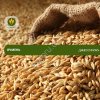 Семена ячменя Джесси KWS (Рс1)