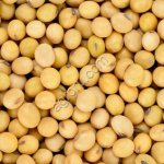 Семена сои