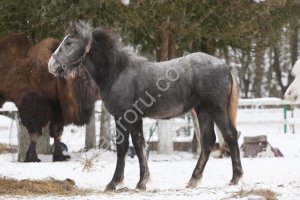 Тяжеловозная кобылка.