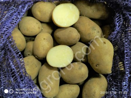 семенную картошку Дидо (Вido)