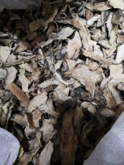 Кубышка желтая