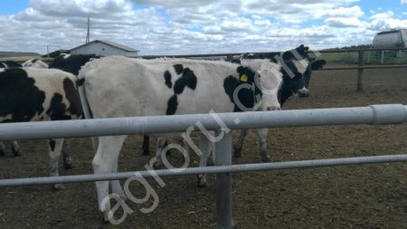 племенных нетелей молочного направления с продуктивностью от 7000 за лактацию