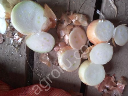 Лук КАРАТАЛЬСКИЙ и ХАЛЦЕДОН