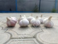 <strong>чеснок</strong> сорт Любаша