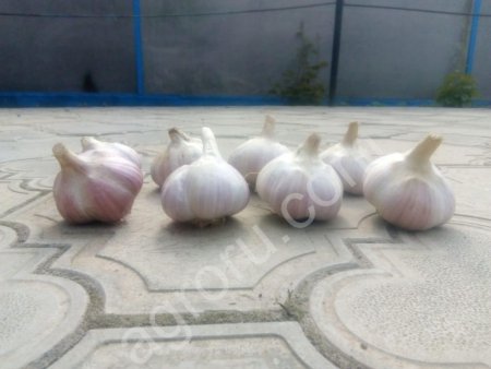 чеснок сорт Любаша