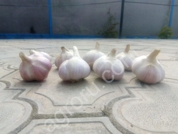 чеснок сорт Любаша