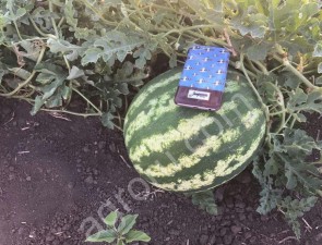 Арбузы Оптом без посредников
