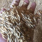 Ячмень Овес фуражный