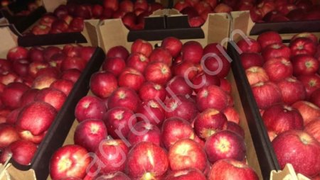 Яблоки оптом   от производителя