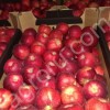 Яблоки оптом   от производителя
