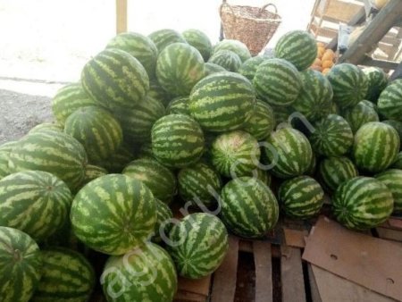 Арбуз  Топ Ган