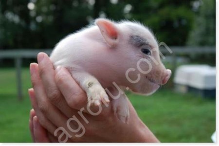 Заменитель свиноматочного молока