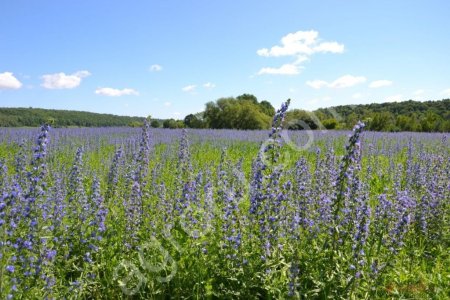 Синяк обыкновенный семена