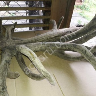 ПАНТЫ МАРАЛА СЛАЙСЫ,ПАНТОВЫЕ ВАННЫ,ПАНТОГЕМАТОГЕН,ПАНТОКРИН