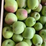 Яблоко Симиренко