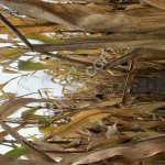 Семена гибридов кукурузы АГРОПЛАЗМА