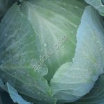 капусту белокочанную