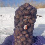 Картофель продовольственный 2-й сорт Гала, Розара