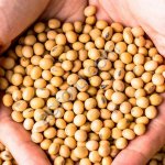 Соя Бобы