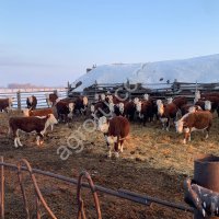 Коровы герефорды вместе с телятами