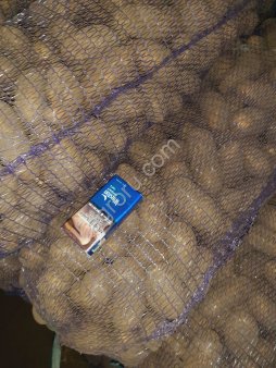 Картофель оптом