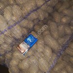 Картофель оптом