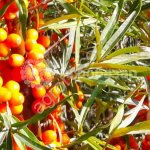 Облепиха оптом замороженная